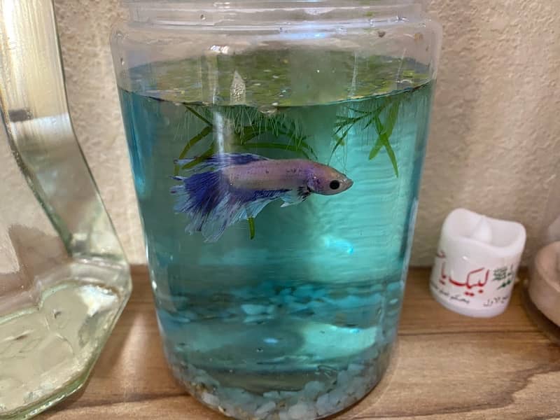 betta fish fish 4