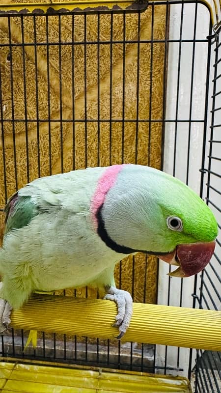 Raw Parrot male Hand Tame and Talking 1