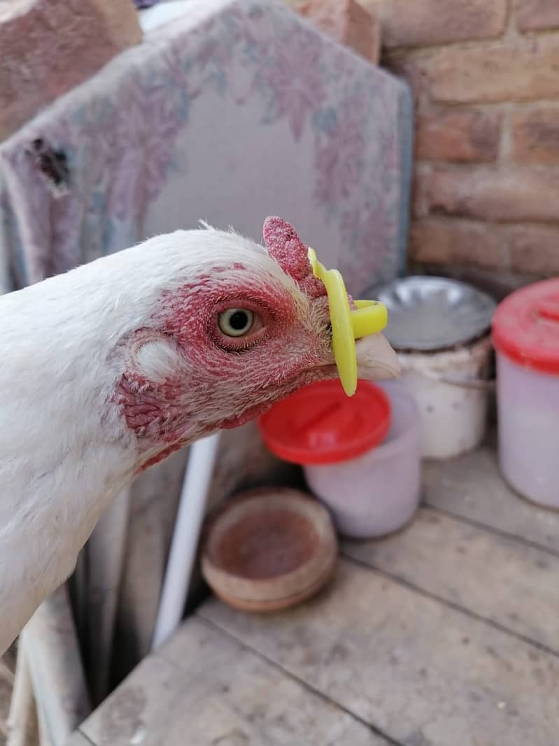 aseel | aseel heera chick | paper white aseel chicks| 3 chicks 5