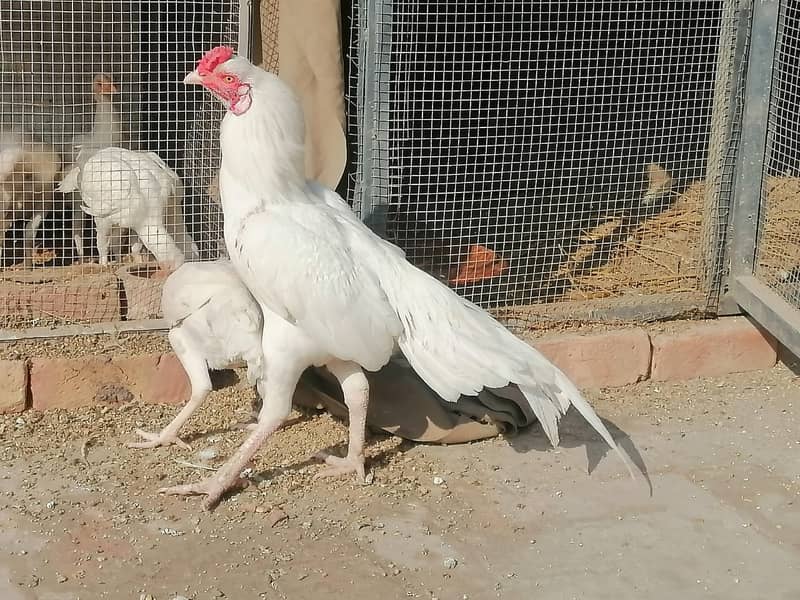 aseel | aseel heera chick | paper white aseel chicks| 3 chicks 6