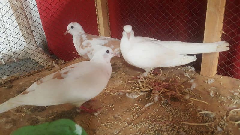 Dove Breader Pair And Cage For Sale 1