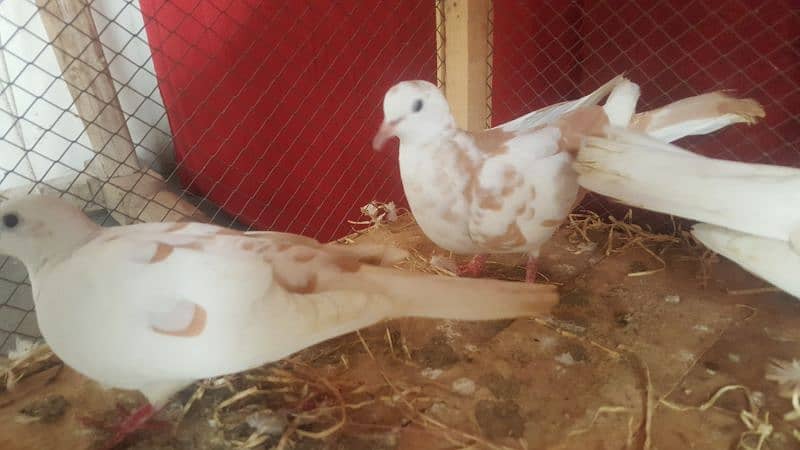 Dove Breader Pair And Cage For Sale 2