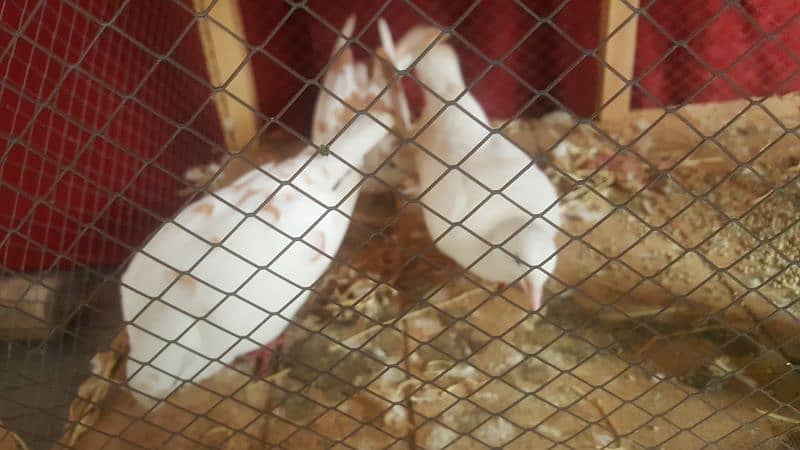 Dove Breader Pair And Cage For Sale 4