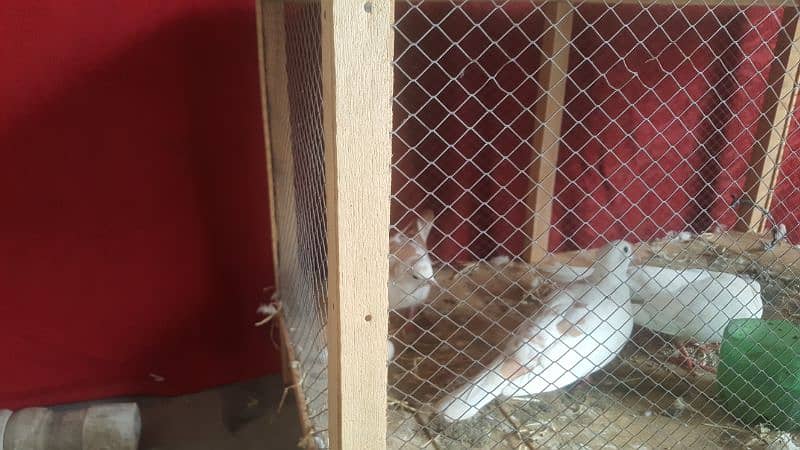 Dove Breader Pair And Cage For Sale 7