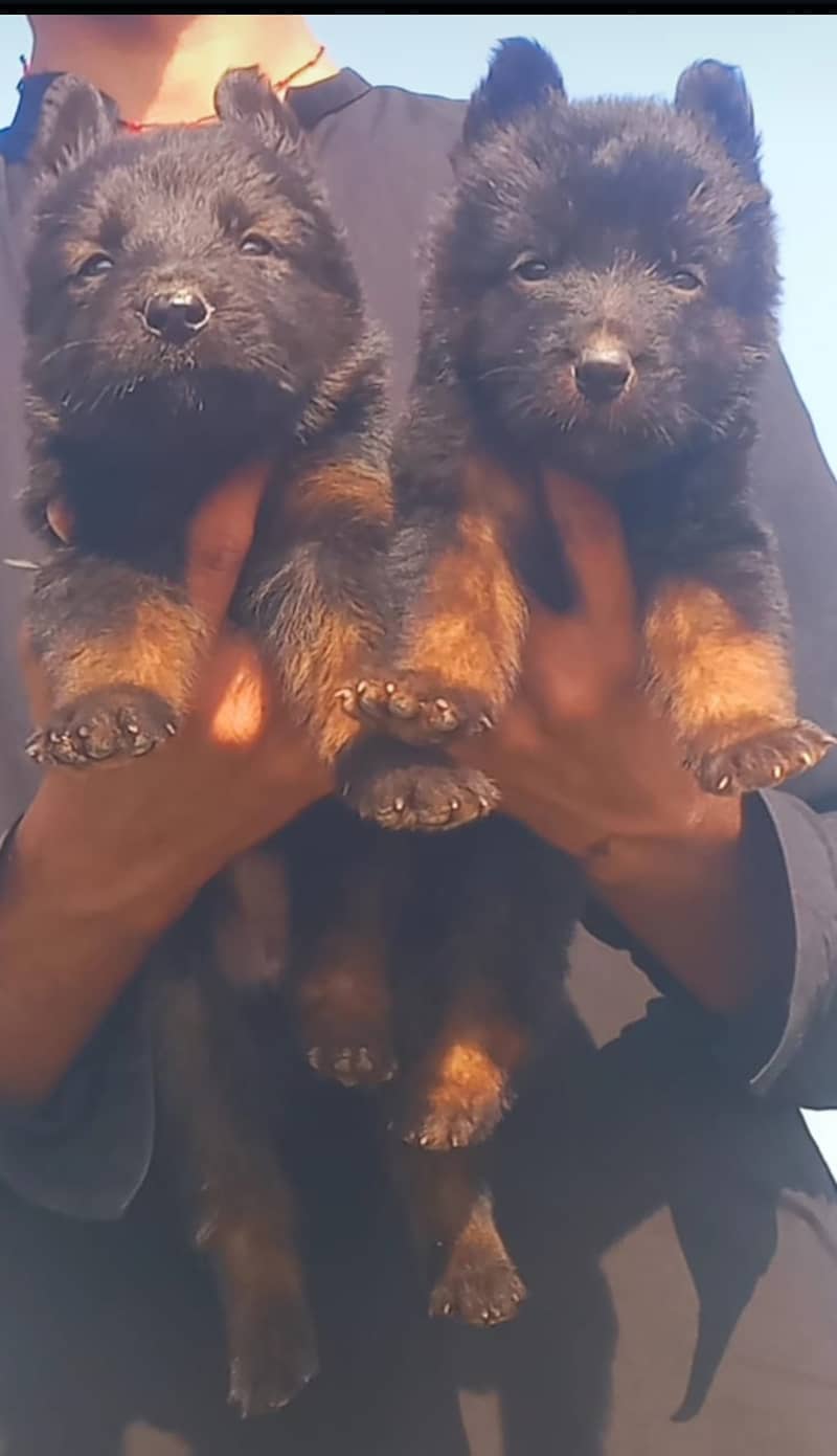 Black German Shepherd Pair | German Shepherd Long Coat Puppies 2