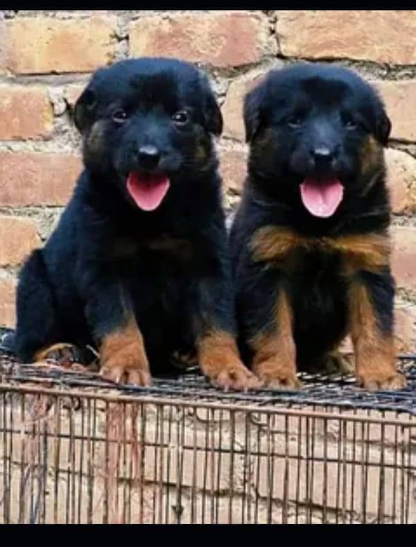 Black German Shepherd Pair | German Shepherd Long Coat Puppies 5