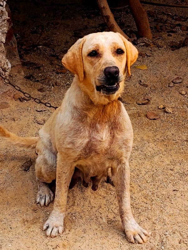 American Labrador breeder | Labra |  Labrador Dog | Dog For Sale 0