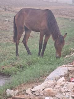 Desi Horse wachera for sale or Exchange