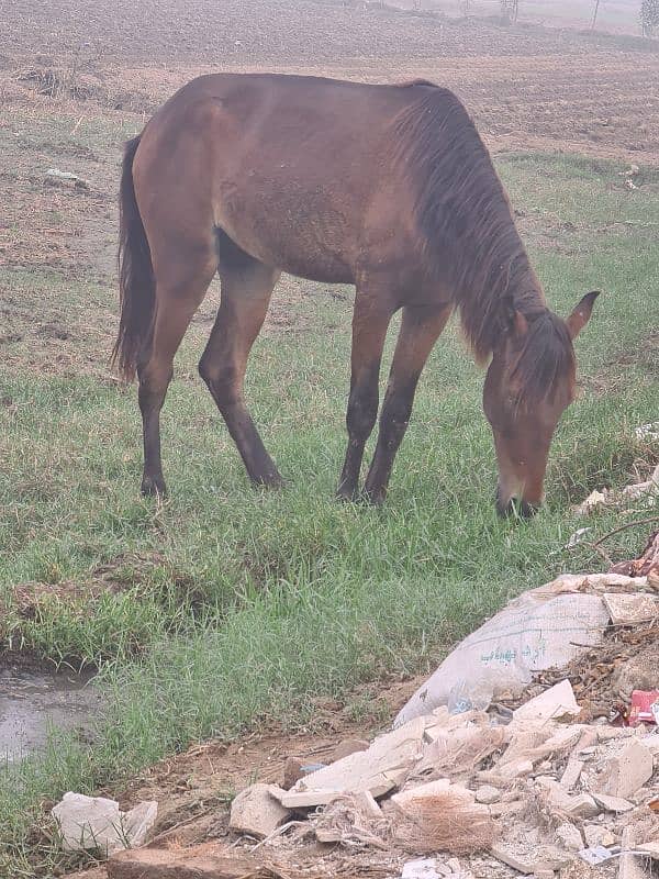 Desi Horse wachera for sale or Exchange 0