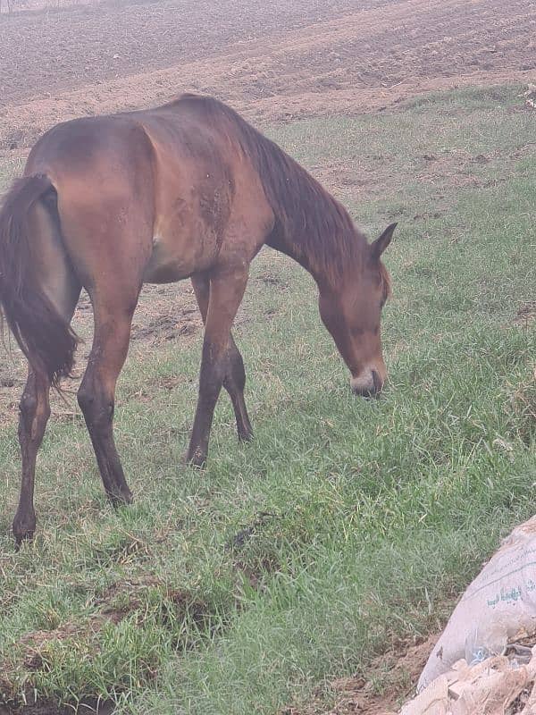 Desi Horse wachera for sale or Exchange 4