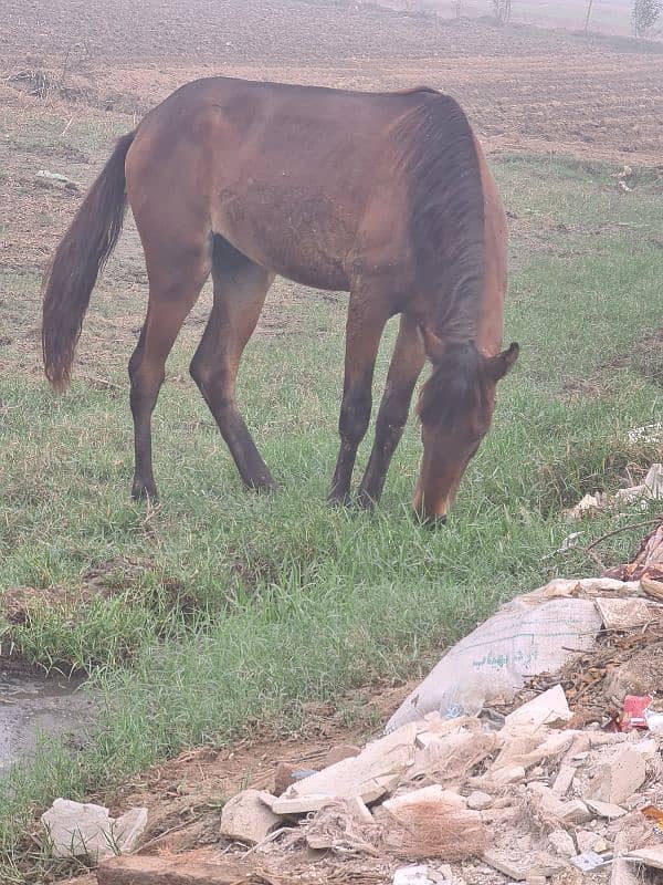 Desi Horse wachera for sale or Exchange 5