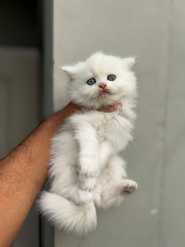 KITTENS PERSIAN PUNCH FACE 6