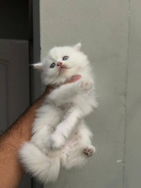 KITTENS PERSIAN PUNCH FACE 7