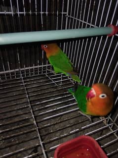 LoveBirds pair