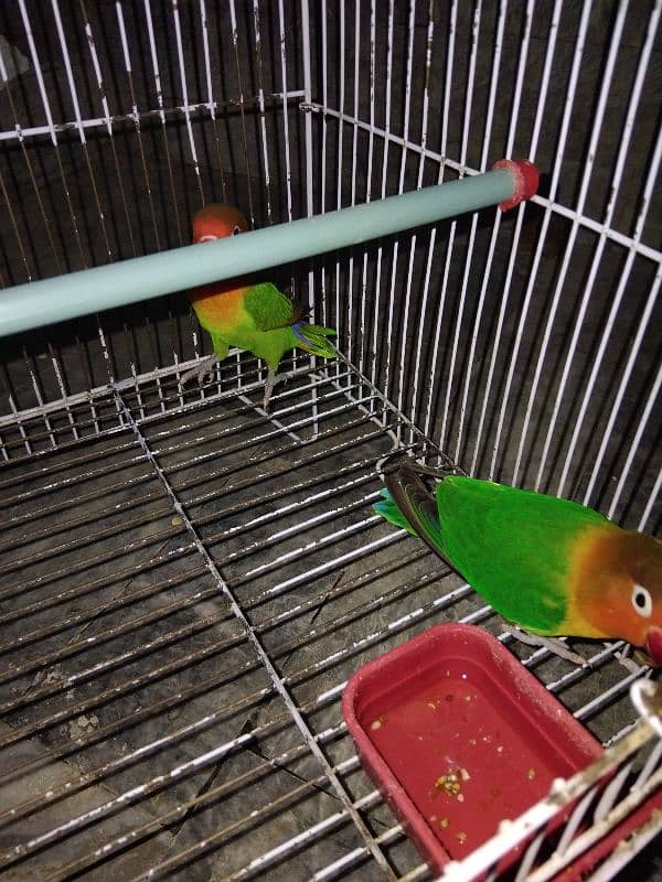 LoveBirds pair 1