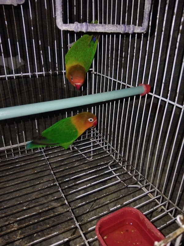 LoveBirds pair 2