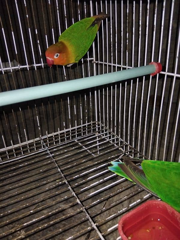 LoveBirds pair 3