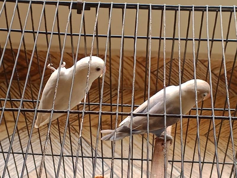 love bird for sale in sialkot 0