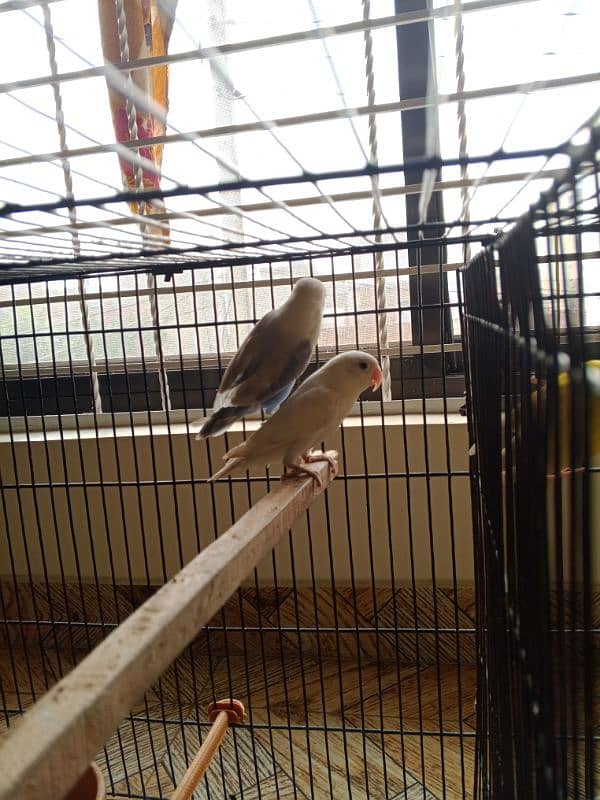 love bird for sale in sialkot 1