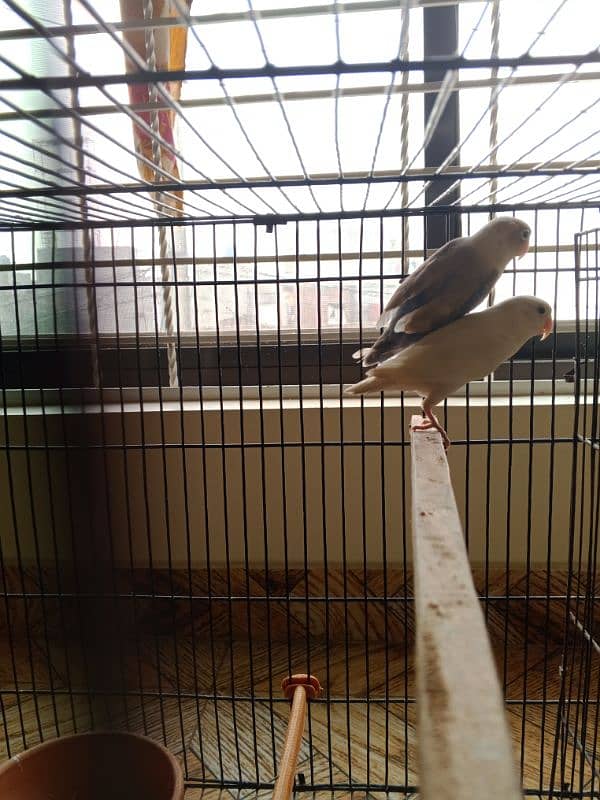 love bird for sale in sialkot 3