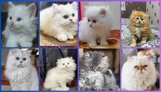 Persian Kittens | Persian Cat | Punch Face Persian | Triple Coated