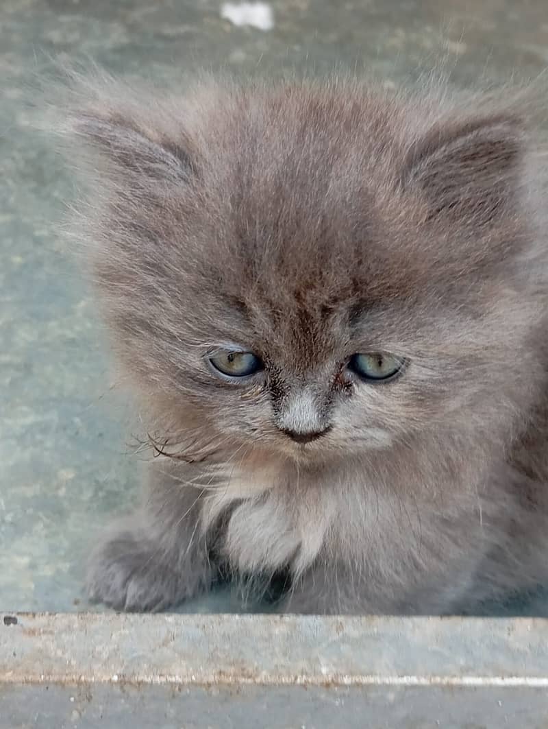 Persian Kittens | Punch Face | Triple Coated | Kittens For Sale 2