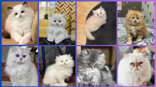 Persian Kittens | Persian Cat | Punch Face Persian | Triple Coated