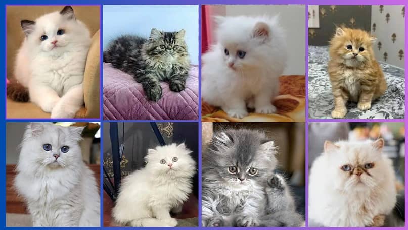 Persian kittens | Persian Cat | Punch Face Persian | Triple Coated 0