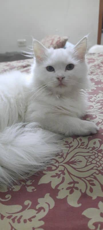 | Triple Coated | White Persian Kitten 2