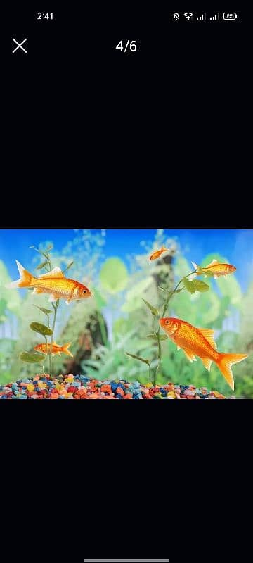 Fish Aquarium maintenance/Service 3