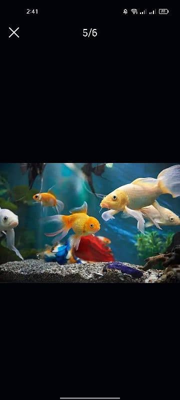 Fish Aquarium maintenance/Service 4