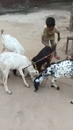 Top Quality Goats for sale (2 male +3 female) in very reasonable price