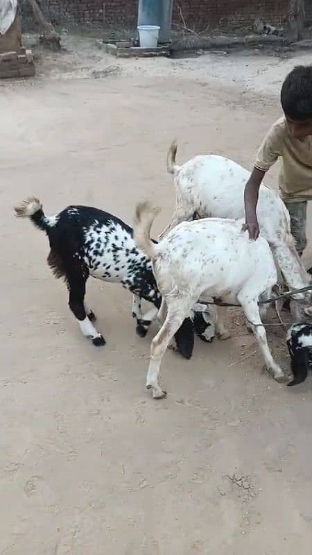 Top Quality Goats for sale (2 male +3 female) in very reasonable price 1