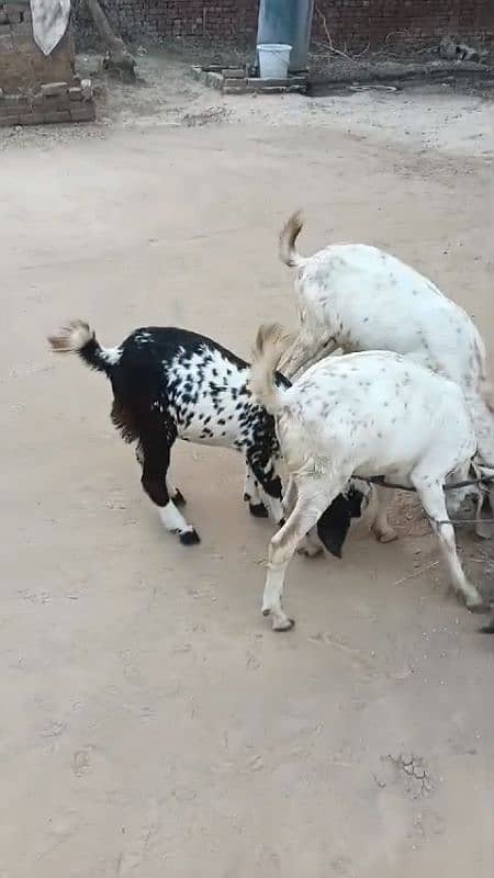 Top Quality Goats for sale (2 male +3 female) in very reasonable price 2