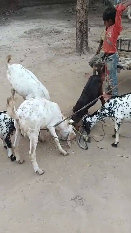 Top Quality Goats for sale (2 male +3 female) in very reasonable price 7