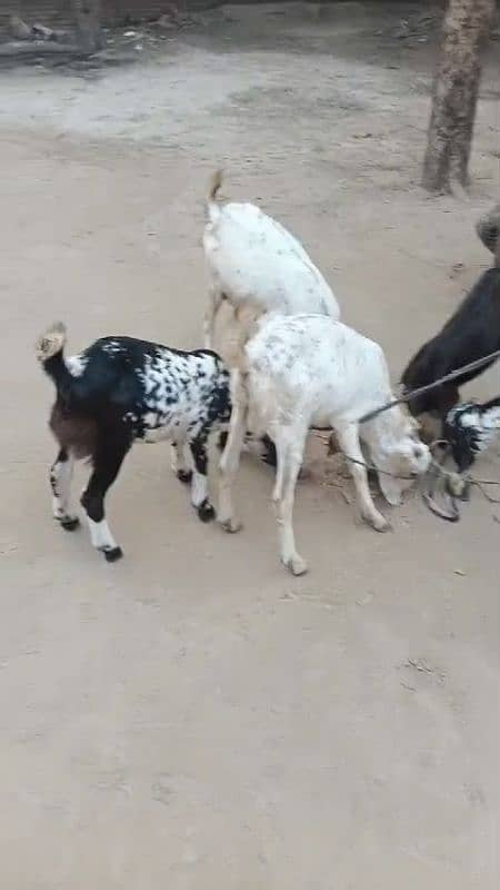 Top Quality Goats for sale (2 male +3 female) in very reasonable price 8