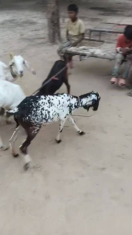 Top Quality Goats for sale (2 male +3 female) in very reasonable price 12