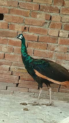 green java peacock