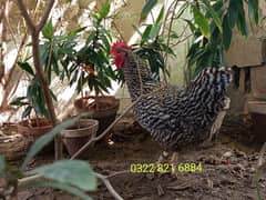 Barred Plymouth Rock Chicken