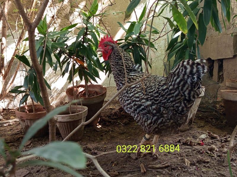 Barred Plymouth Rock Female 0