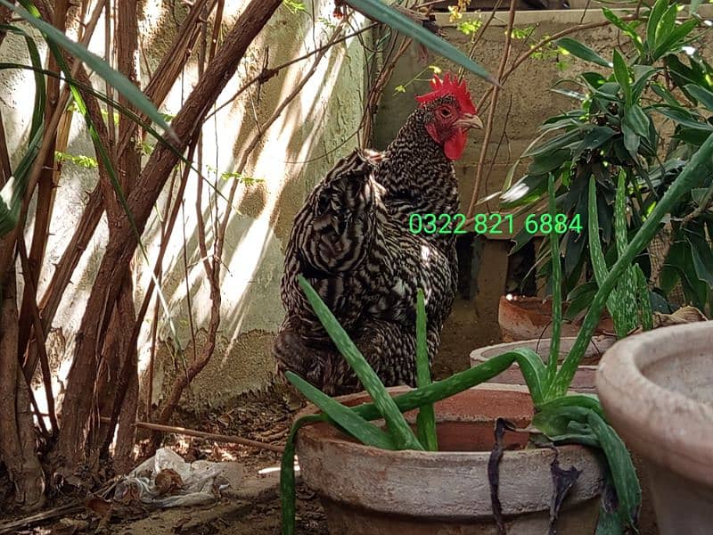 Barred Plymouth Rock Female 1