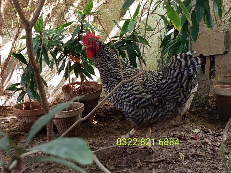 Barred Plymouth Rock Female 2