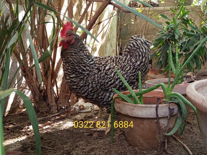 Barred Plymouth Rock Female 3