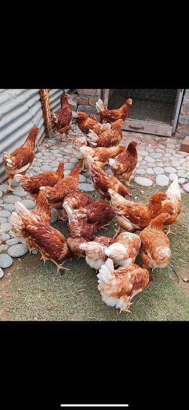 Lohmann Brown Fresh Stater Eggs laying hens availabl _320eggs per year 0