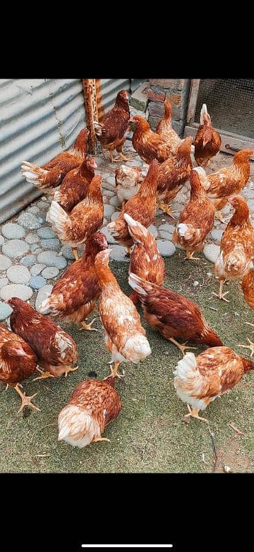 Lohmann Brown Fresh Stater Eggs laying hens availabl _320eggs per year 1