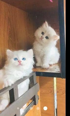 Persian triple coated punch face kittens 3