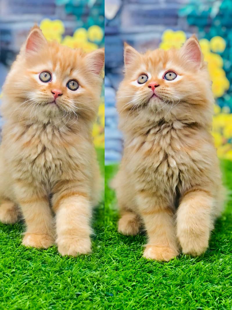 Persian triple coated punch face kittens 4