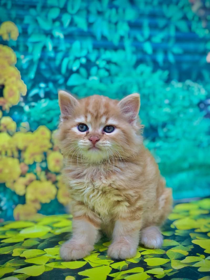 Persian triple coated punch face kittens 6