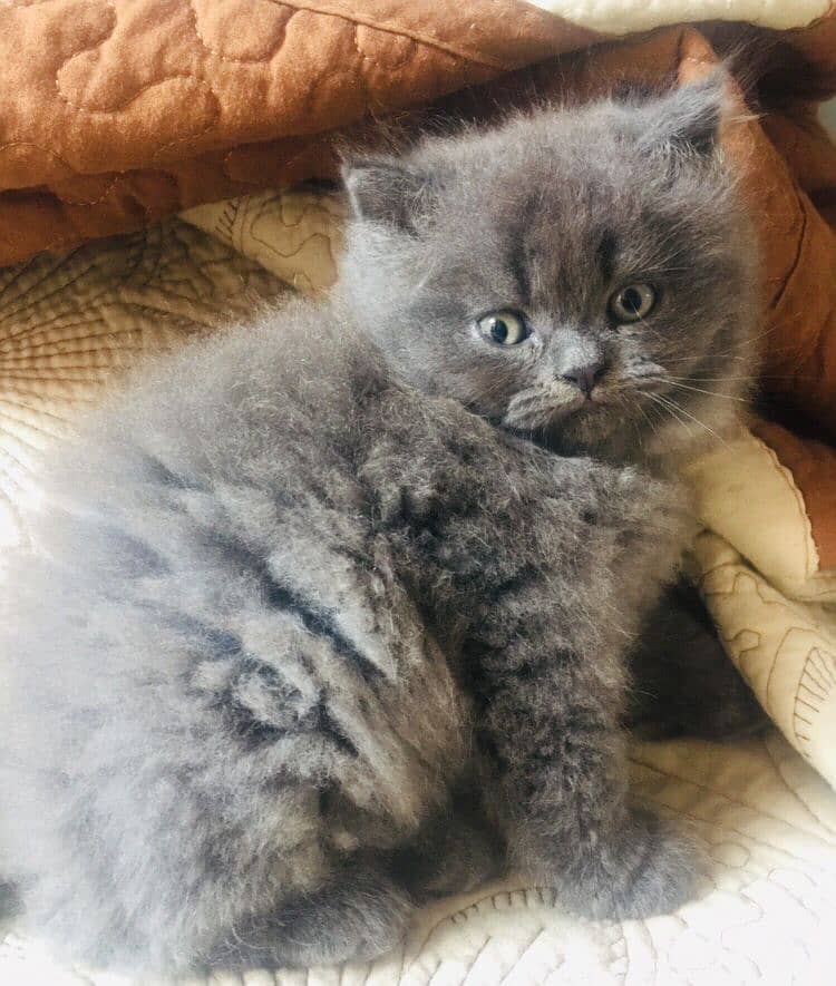 Persian triple coated punch face kittens 8