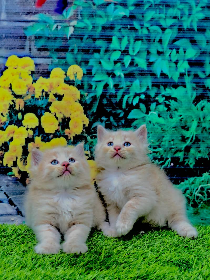 Persian triple coated punch face kittens 11